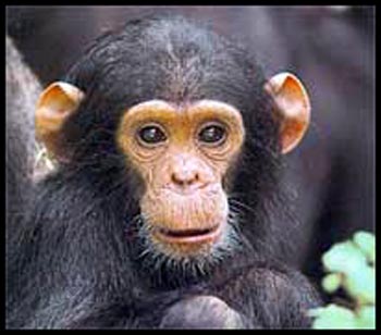 baby-chimpanzee-picture.jpg