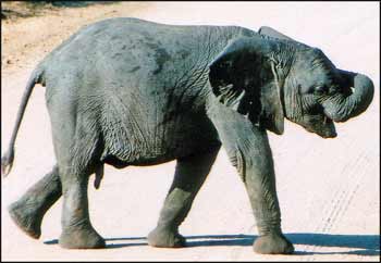 Baby Elephant Walking