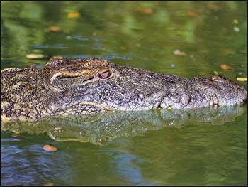 large Crocodile