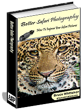 Better Safari Photography ebook cover
